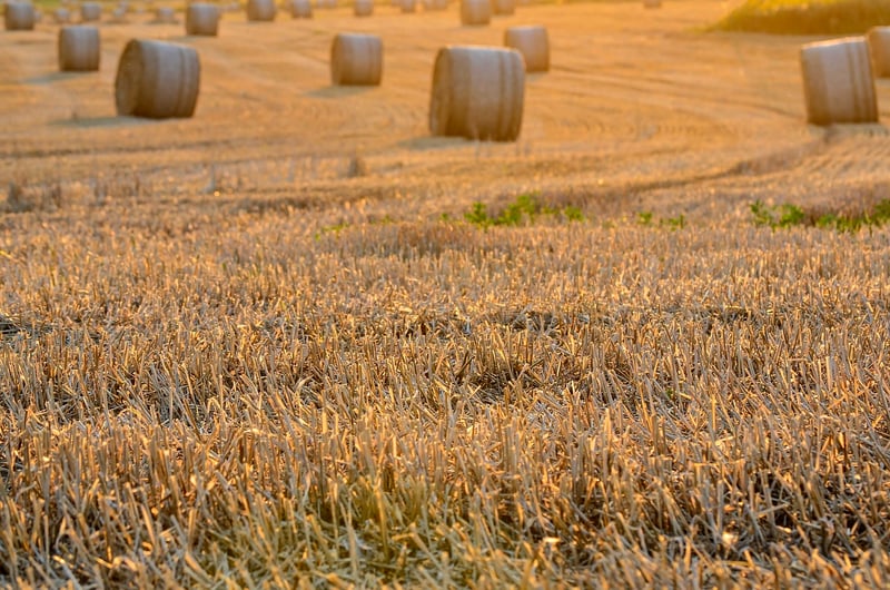 Harvest Delights